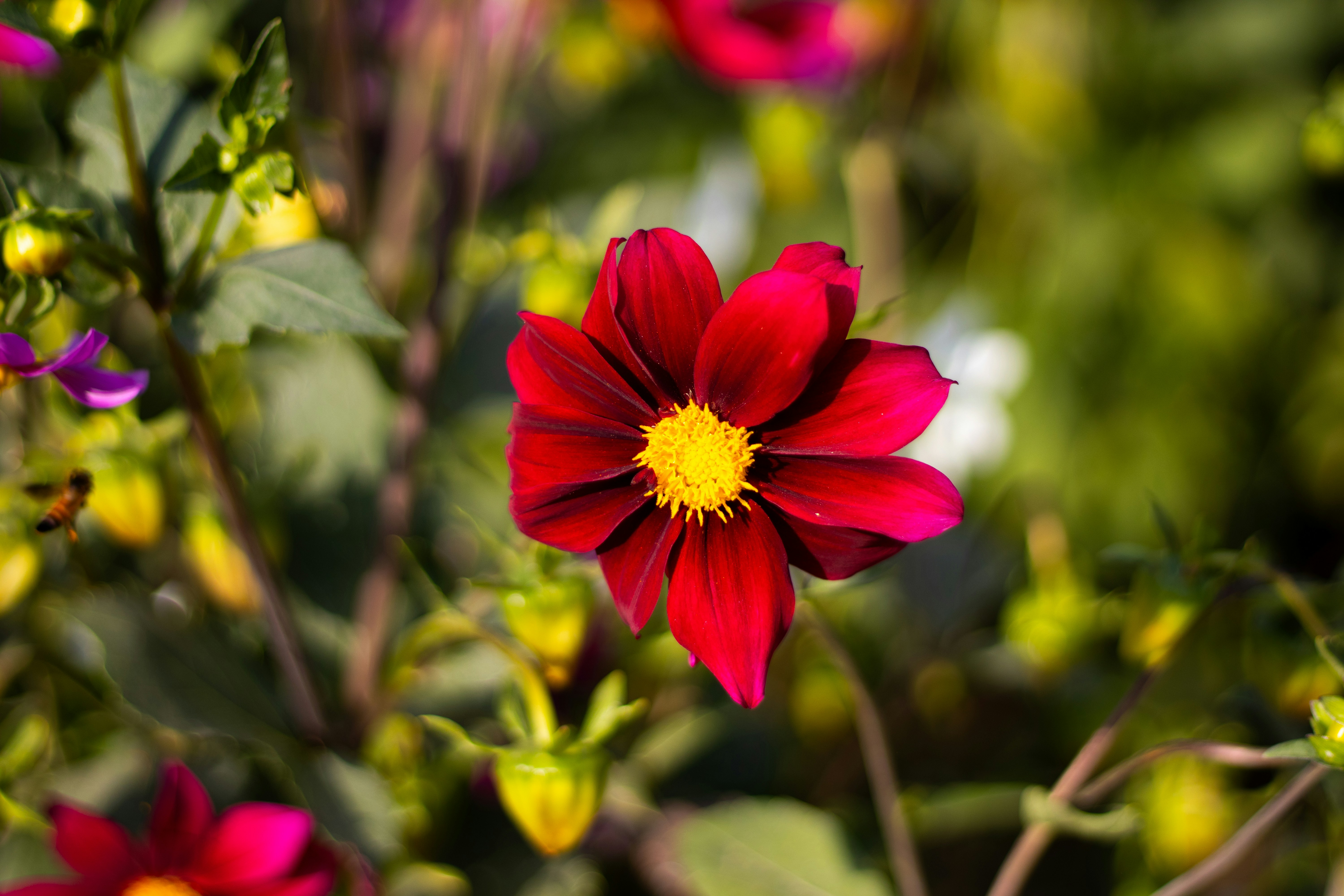 Photo by akshat_jhingran