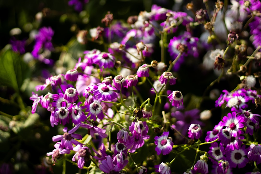 a bunch of flowers that are purple and white