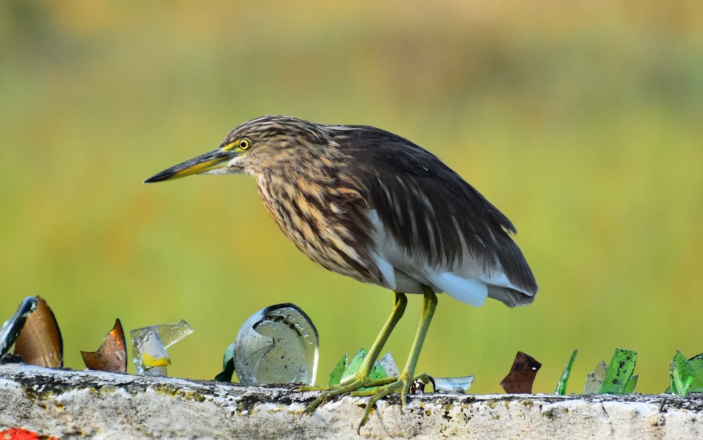 a bird standing on top of a pile of broken glass