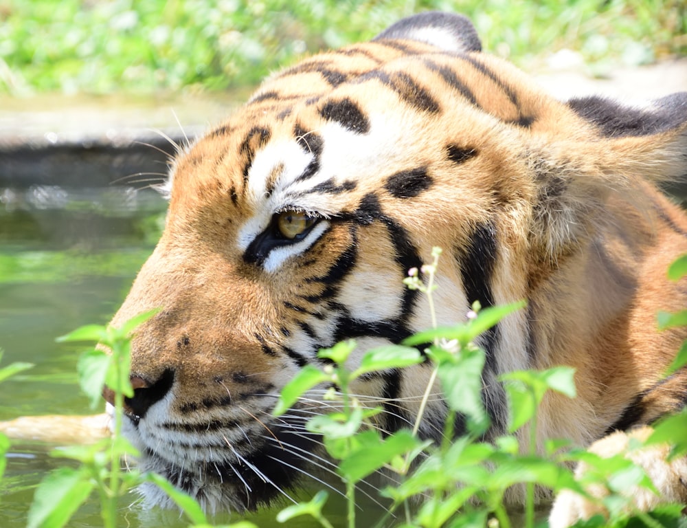 a tiger that is standing in some water