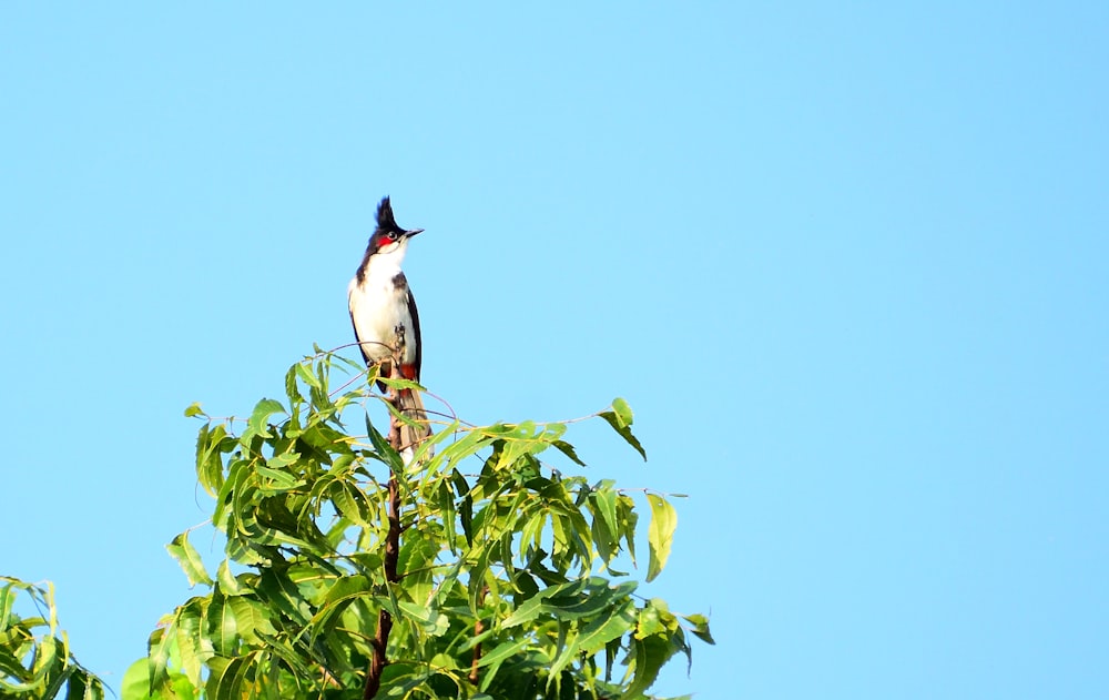 a bird sitting on top of a tree branch