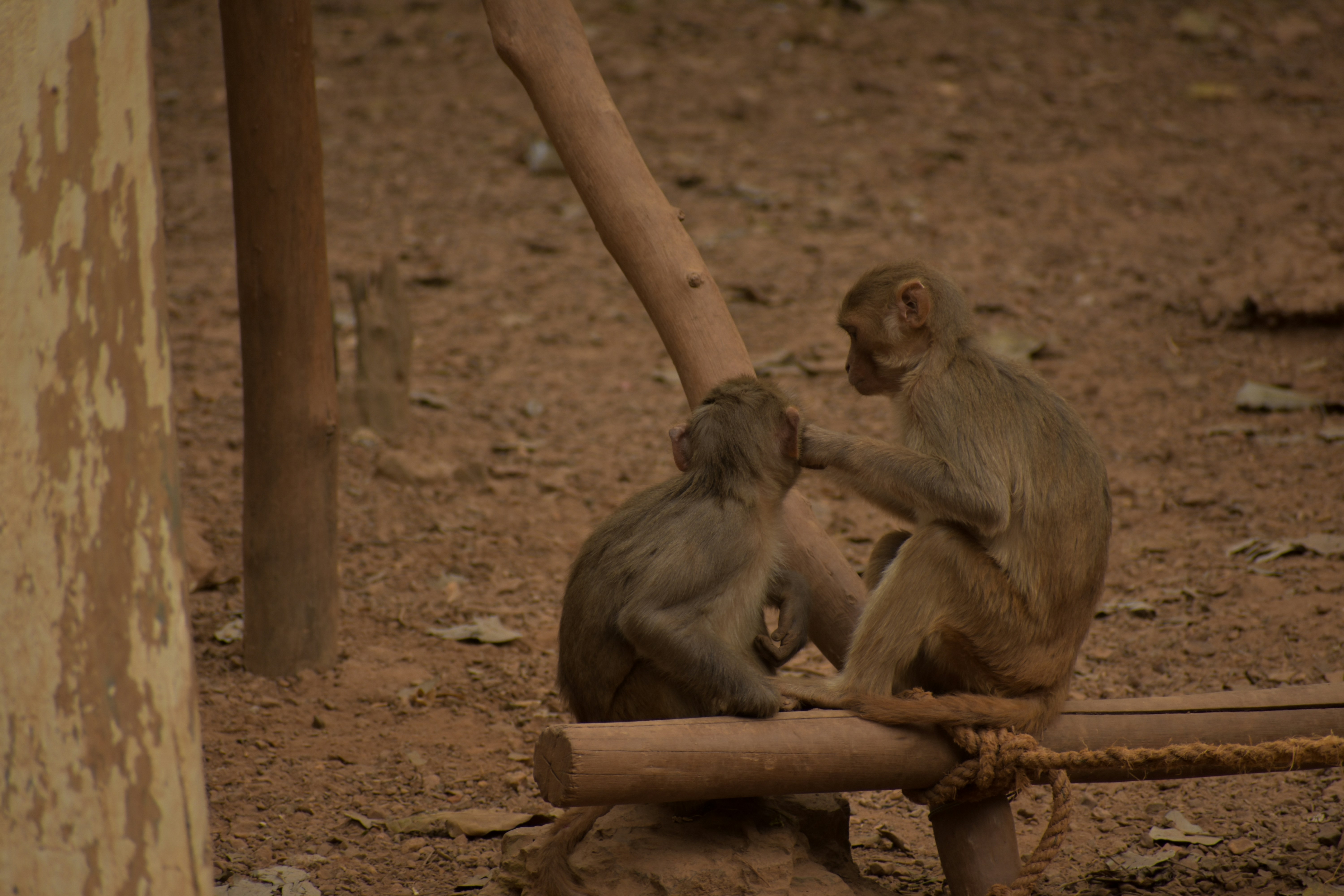 a couple of monkeys sitting on top of a wooden log