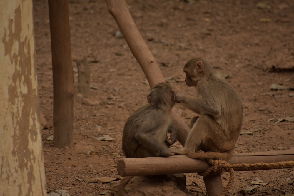 a couple of monkeys sitting on top of a wooden log