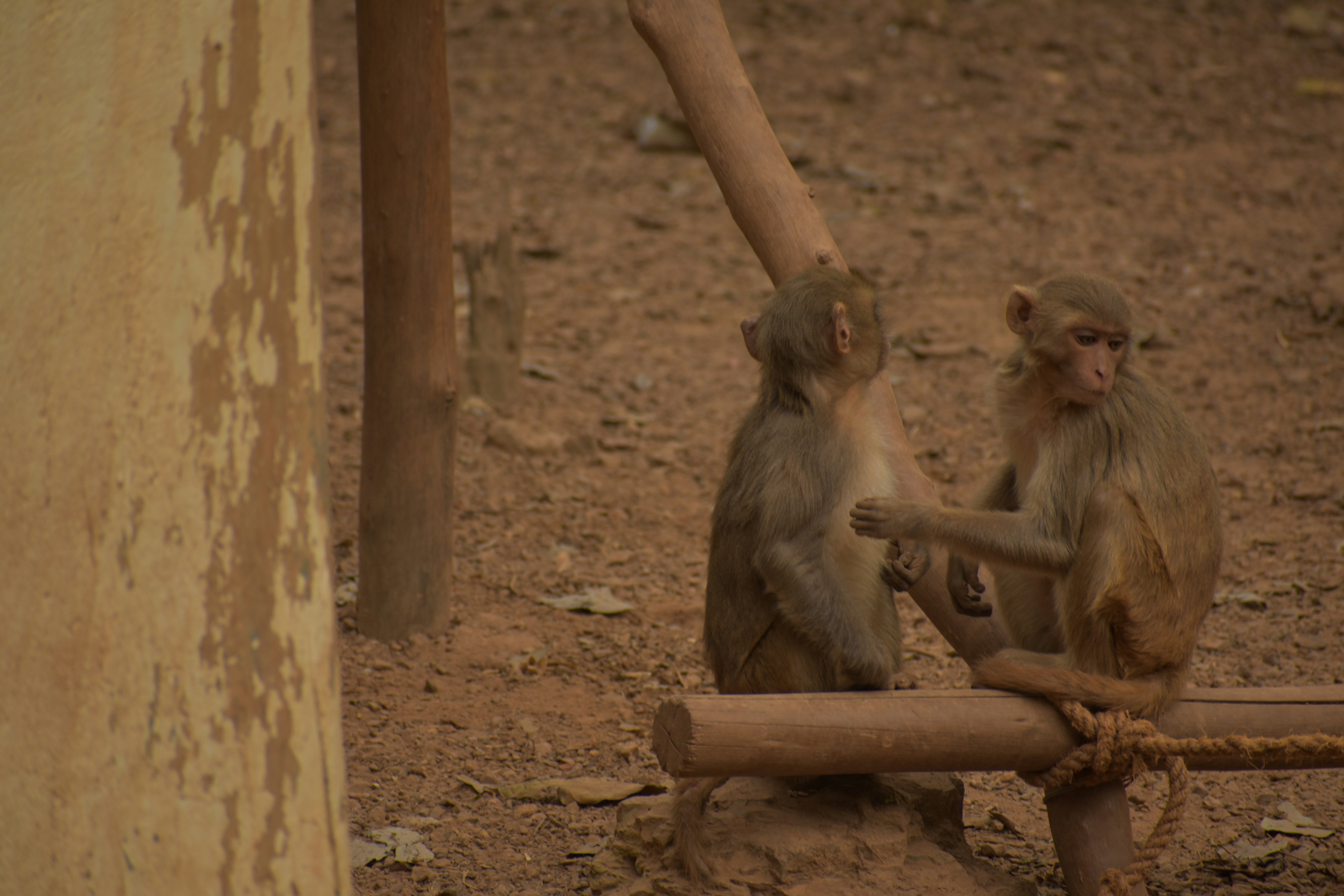 a couple of monkeys sitting on top of a wooden log