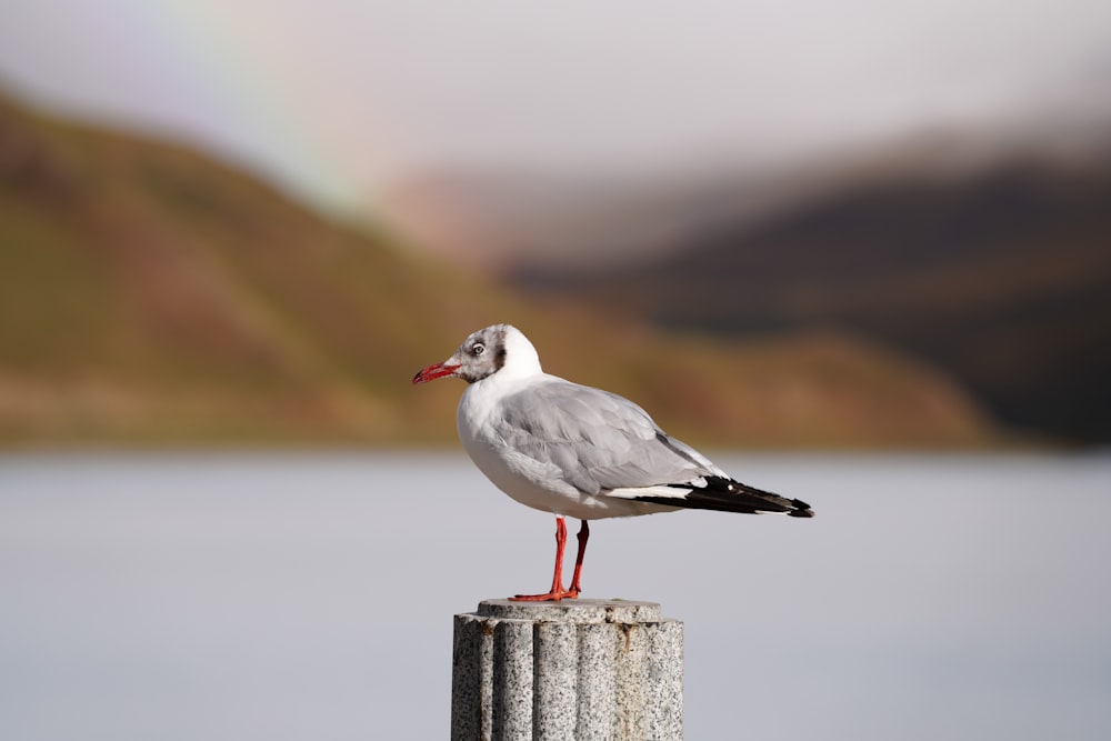 a seagull standing on a post with a rainbow in the background