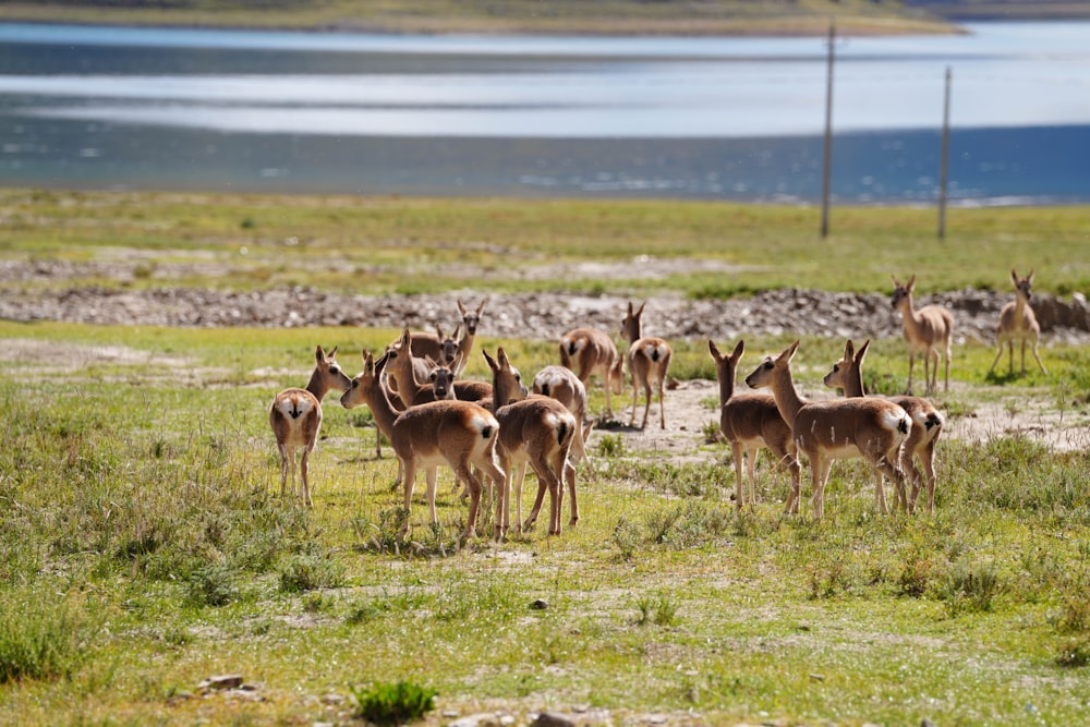 a herd of deer standing on top of a lush green field