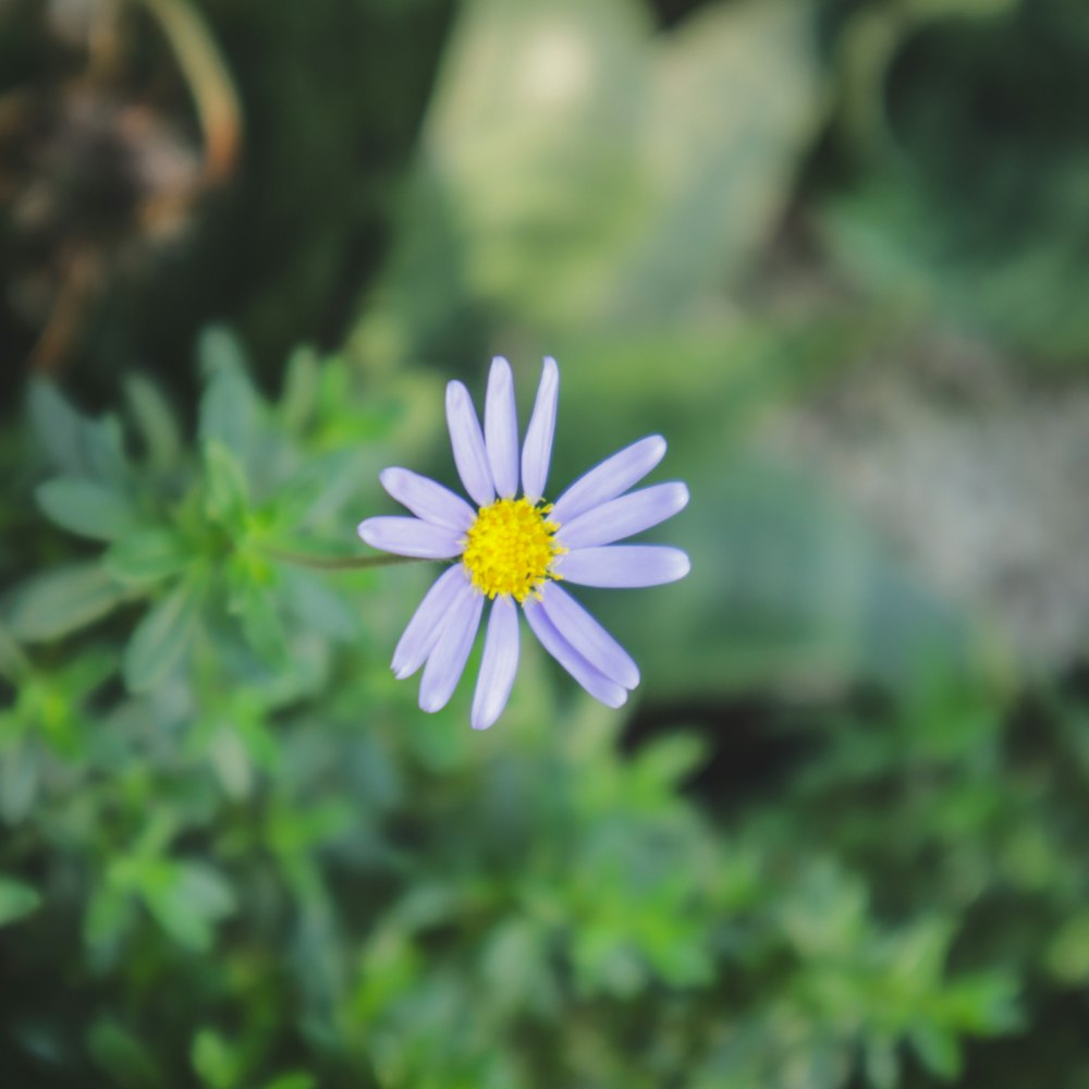 a small blue flower with a yellow center