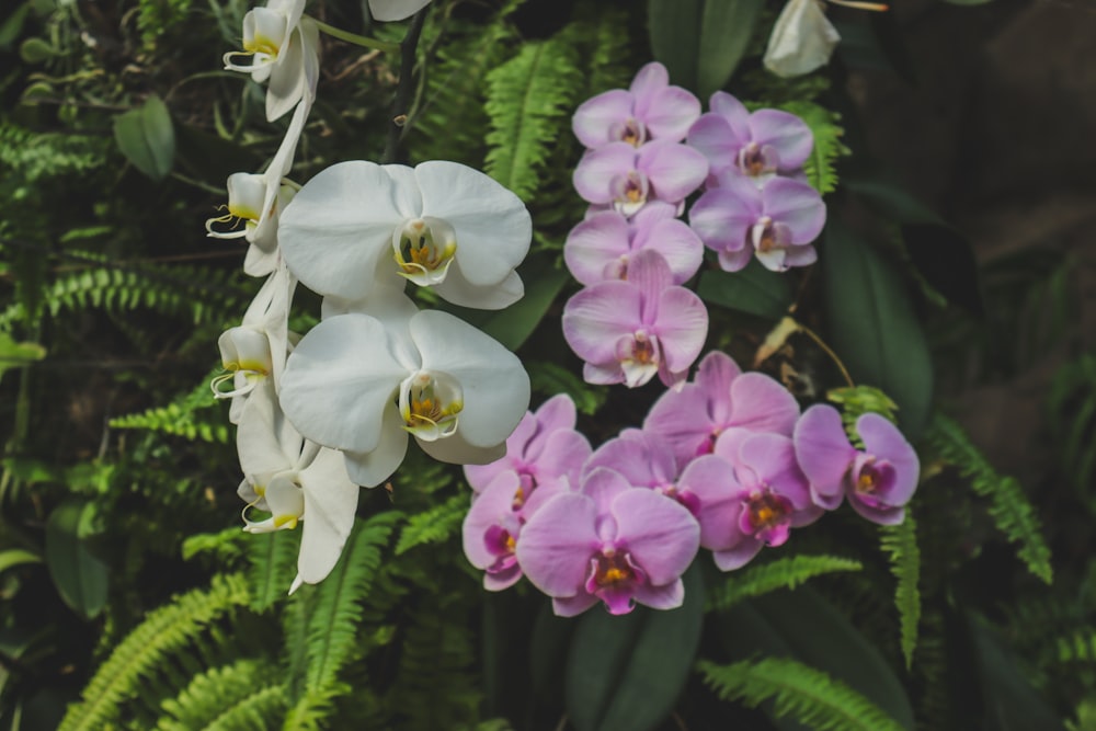 a group of white and pink orchids in a garden