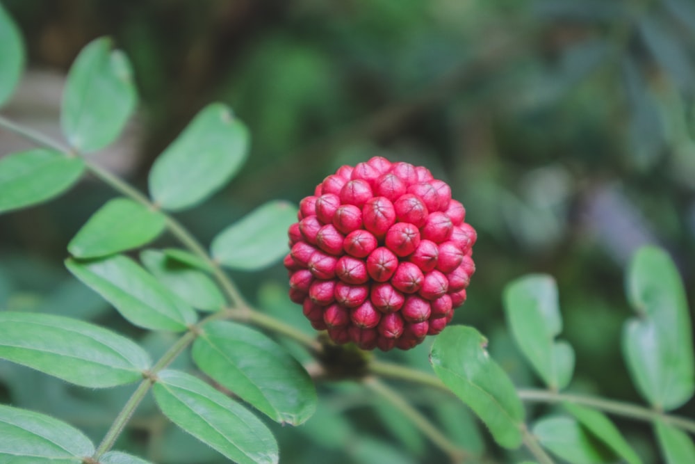 a close up of a flower on a tree branch