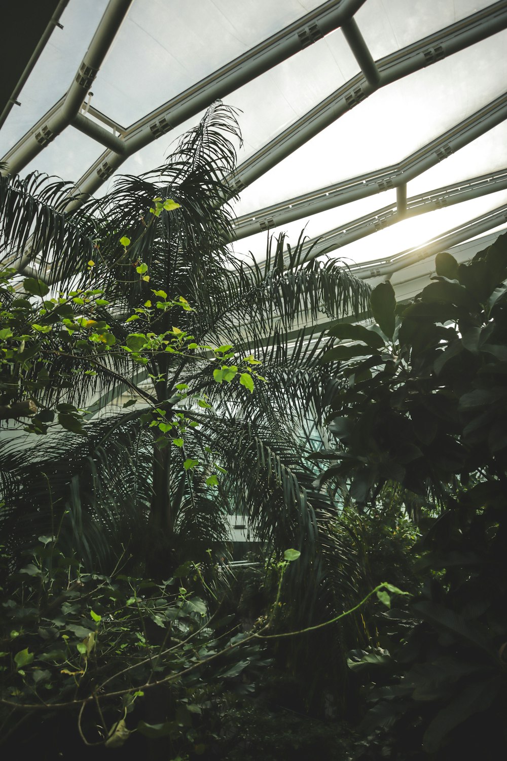 the inside of a greenhouse with lots of plants