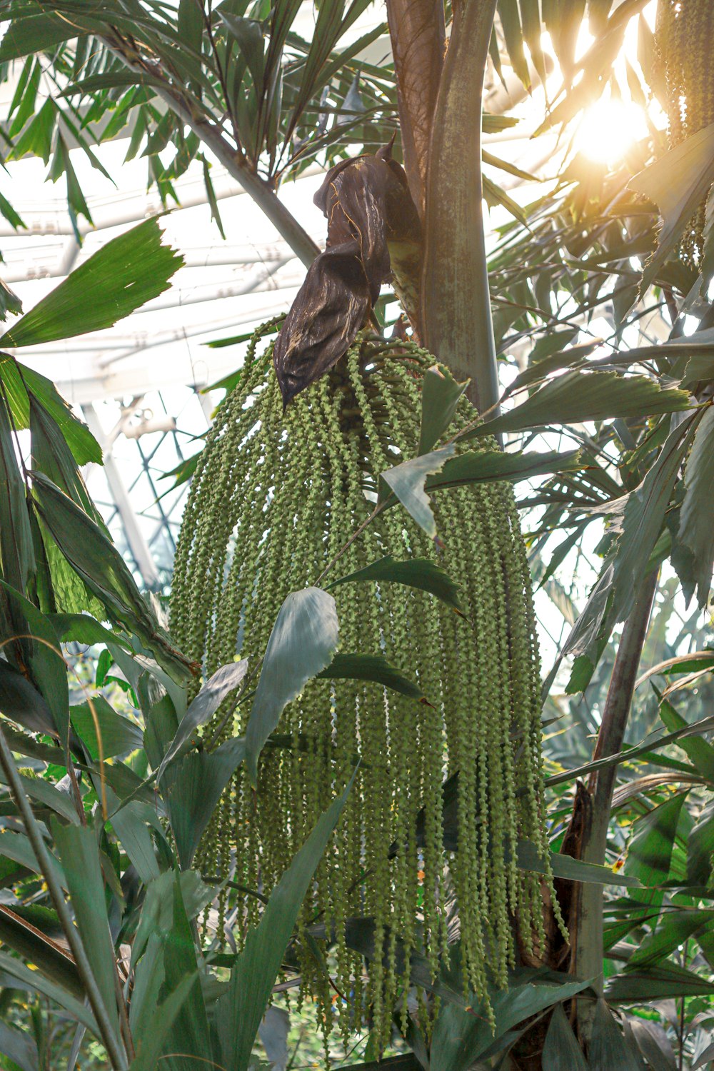 a bunch of green bananas hanging from a tree