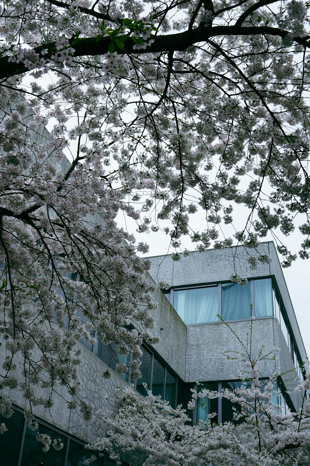 a tree with white flowers in front of a building