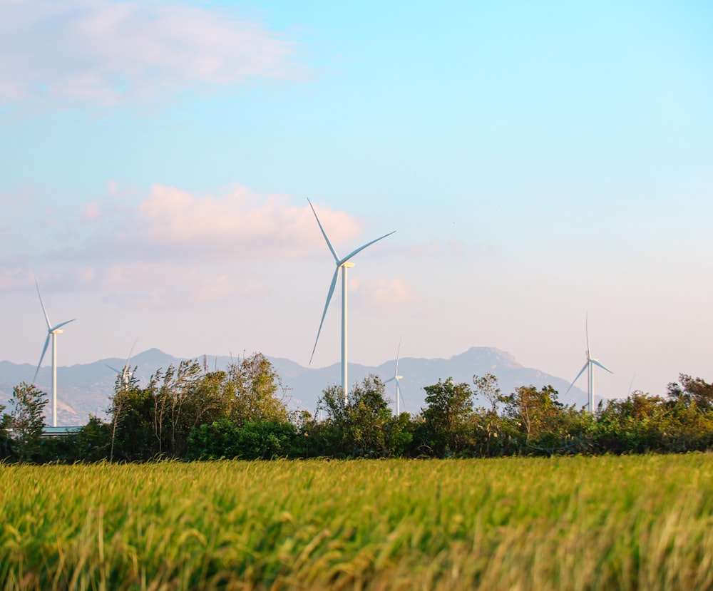 a field of green grass with wind turbines in the background