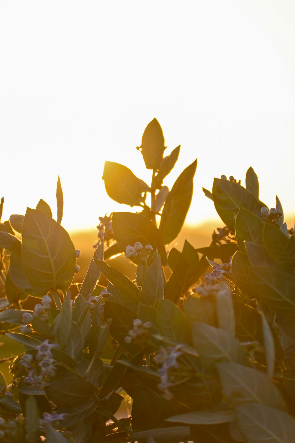 the sun is setting over a field of flowers