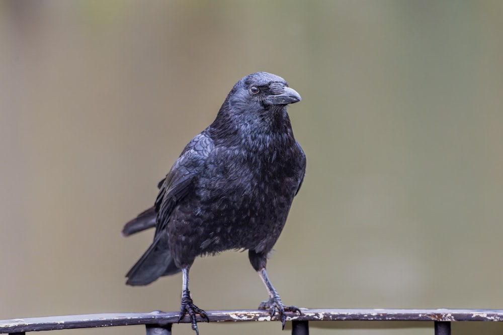 a black bird sitting on top of a metal fence