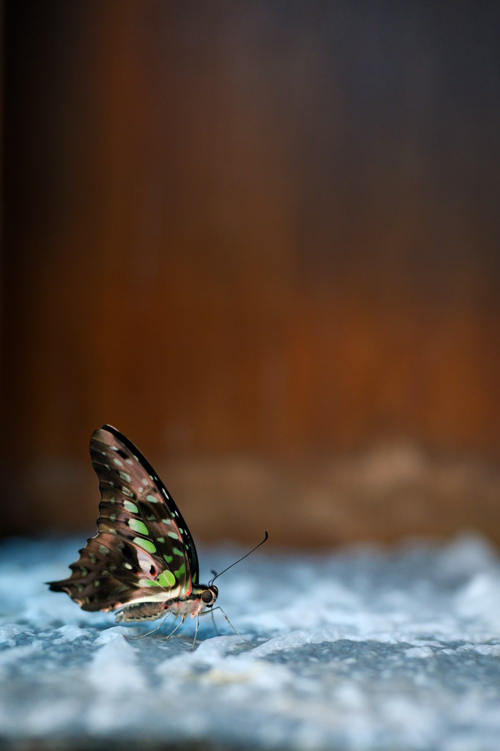 a small butterfly sitting on top of a table