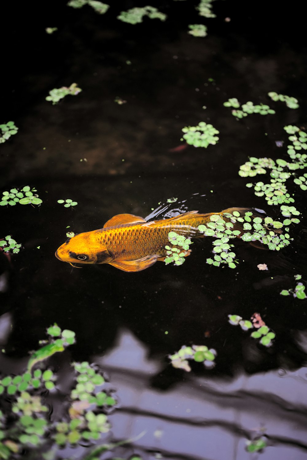 a goldfish swimming in a pond with lily pads