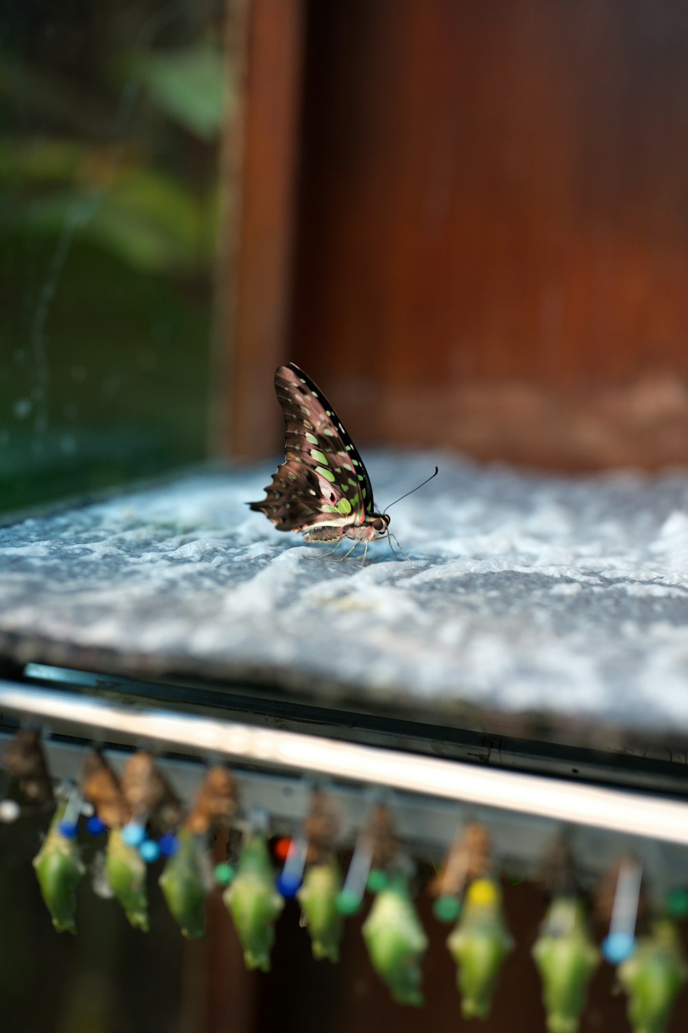 a small butterfly sitting on top of a window sill