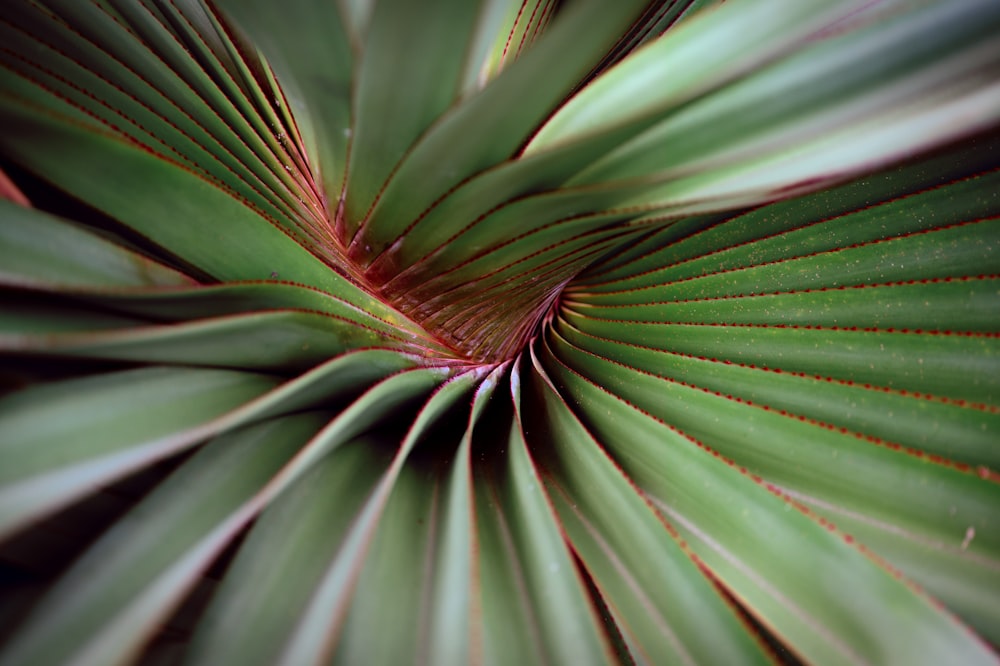 a close up view of a green plant