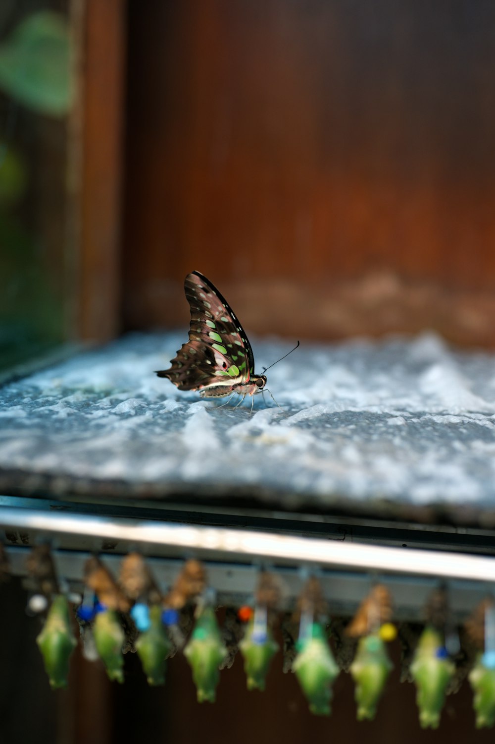 a butterfly is sitting on the edge of a table