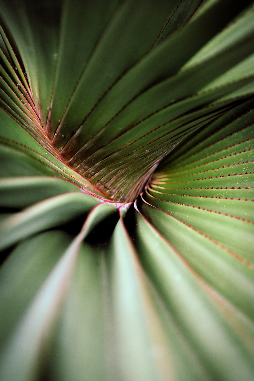 a close up view of a green leaf