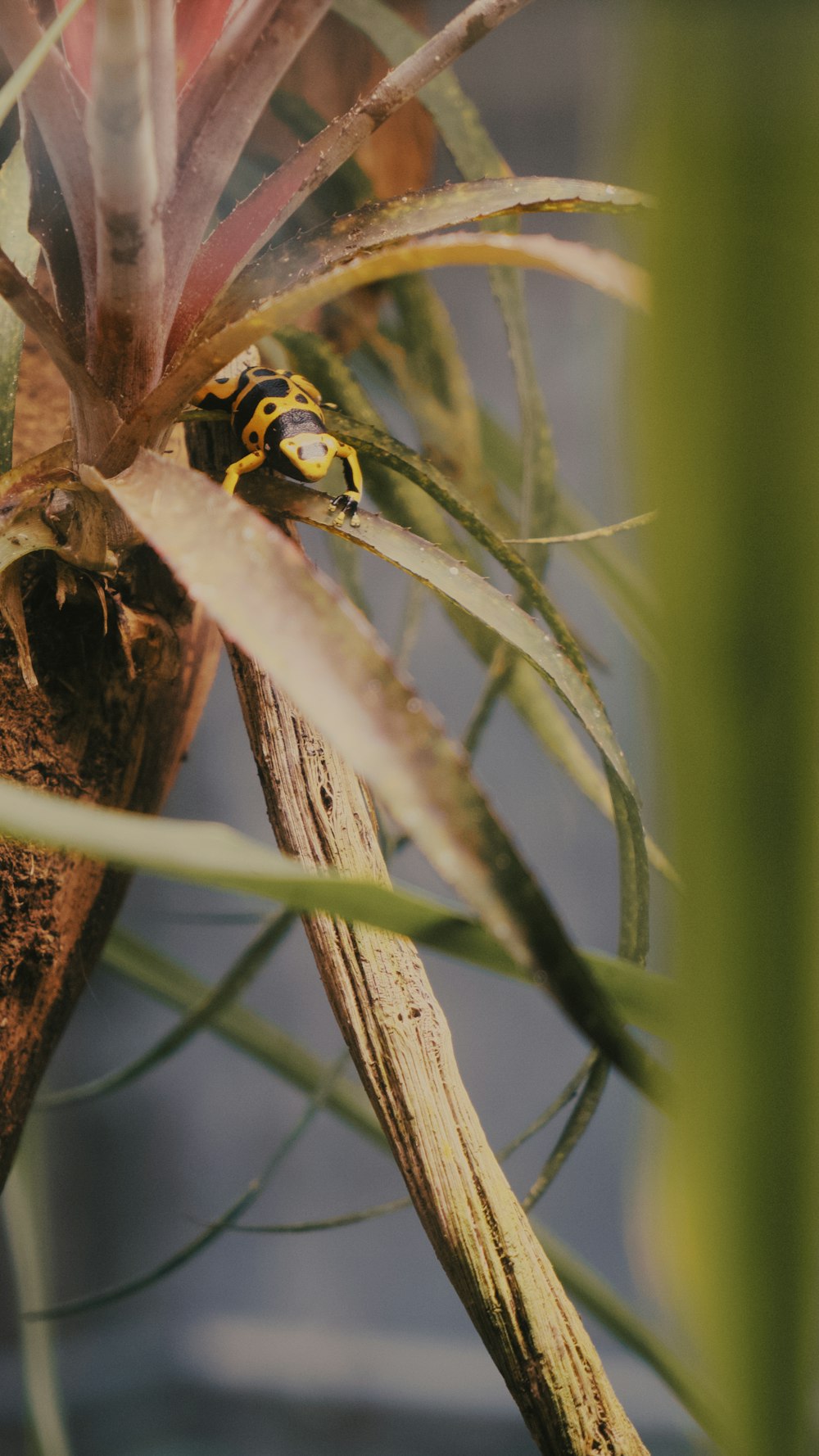 a yellow and black frog sitting on top of a plant