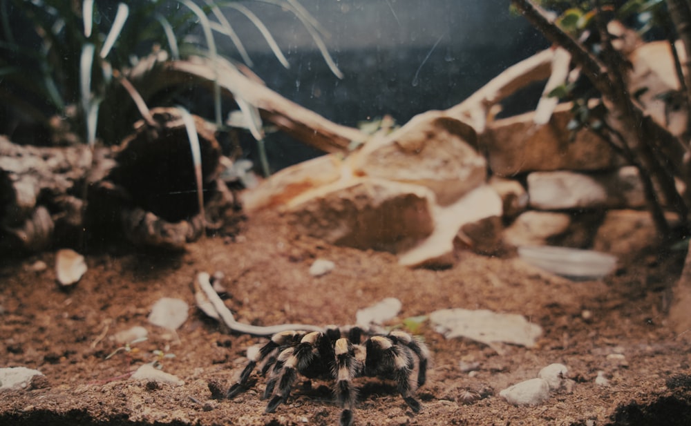 a spider crawling on the ground in a terrarium
