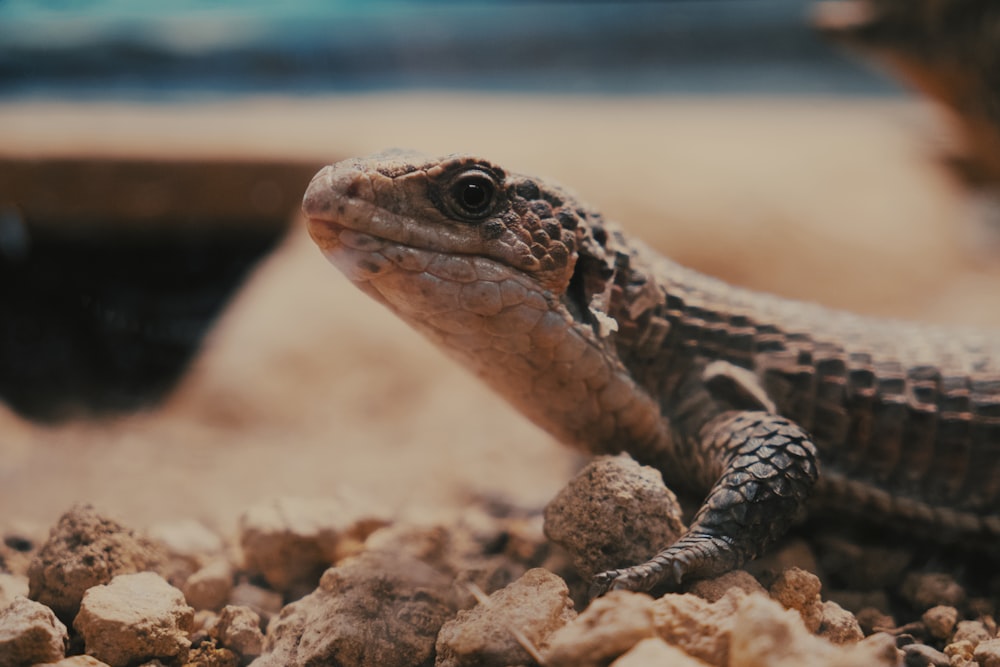 Un primer plano de un lagarto en un suelo rocoso