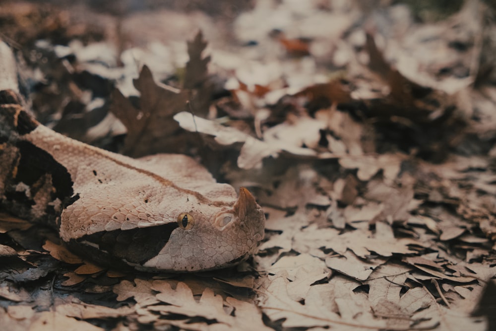 a close up of a snake on the ground