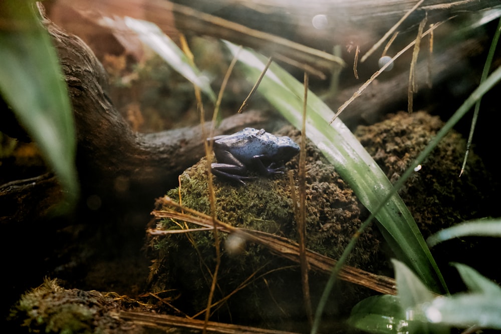 um sapo azul sentado em cima de um chão coberto de musgo