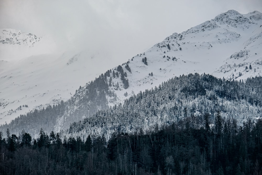 a mountain covered in snow with trees in the foreground