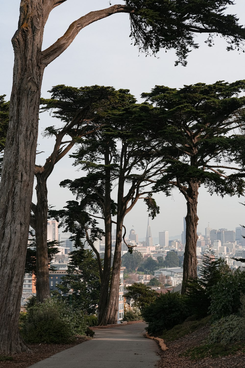 a pathway with trees and a city in the background