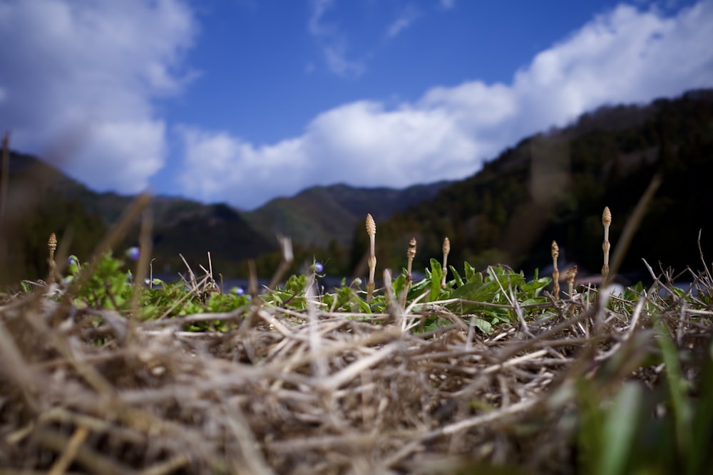 a field of grass with mountains in the background