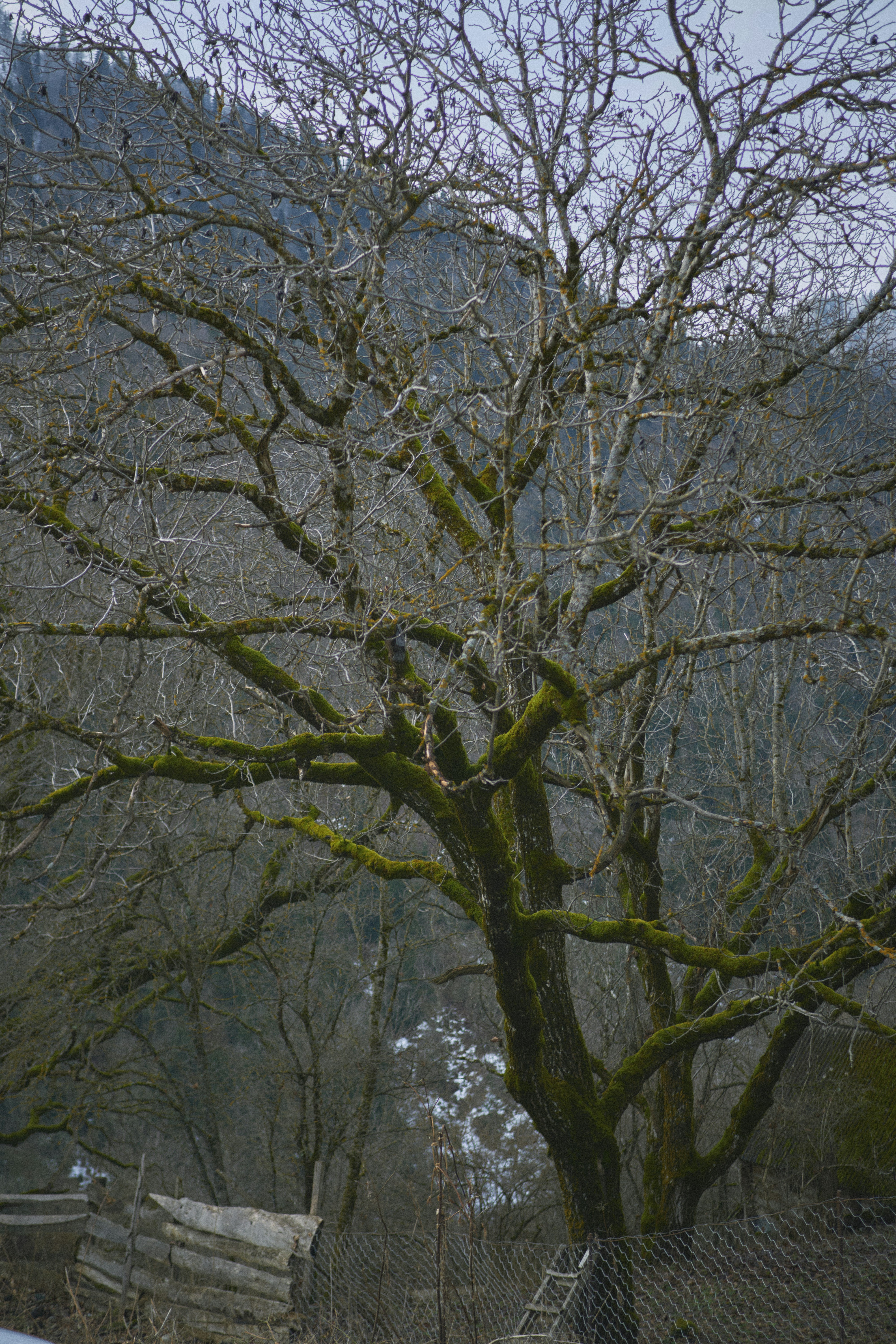 a tree with no leaves in a fenced in area