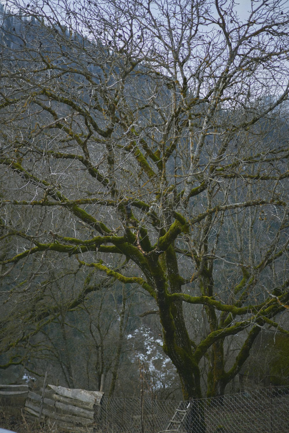 ein Baum ohne Blätter in einem eingezäunten Bereich