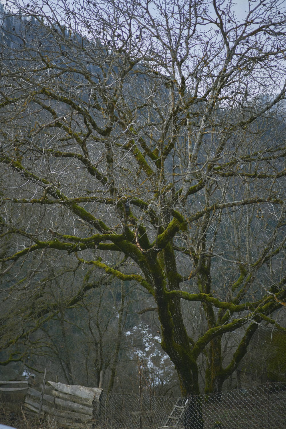 a tree with no leaves in a fenced in area