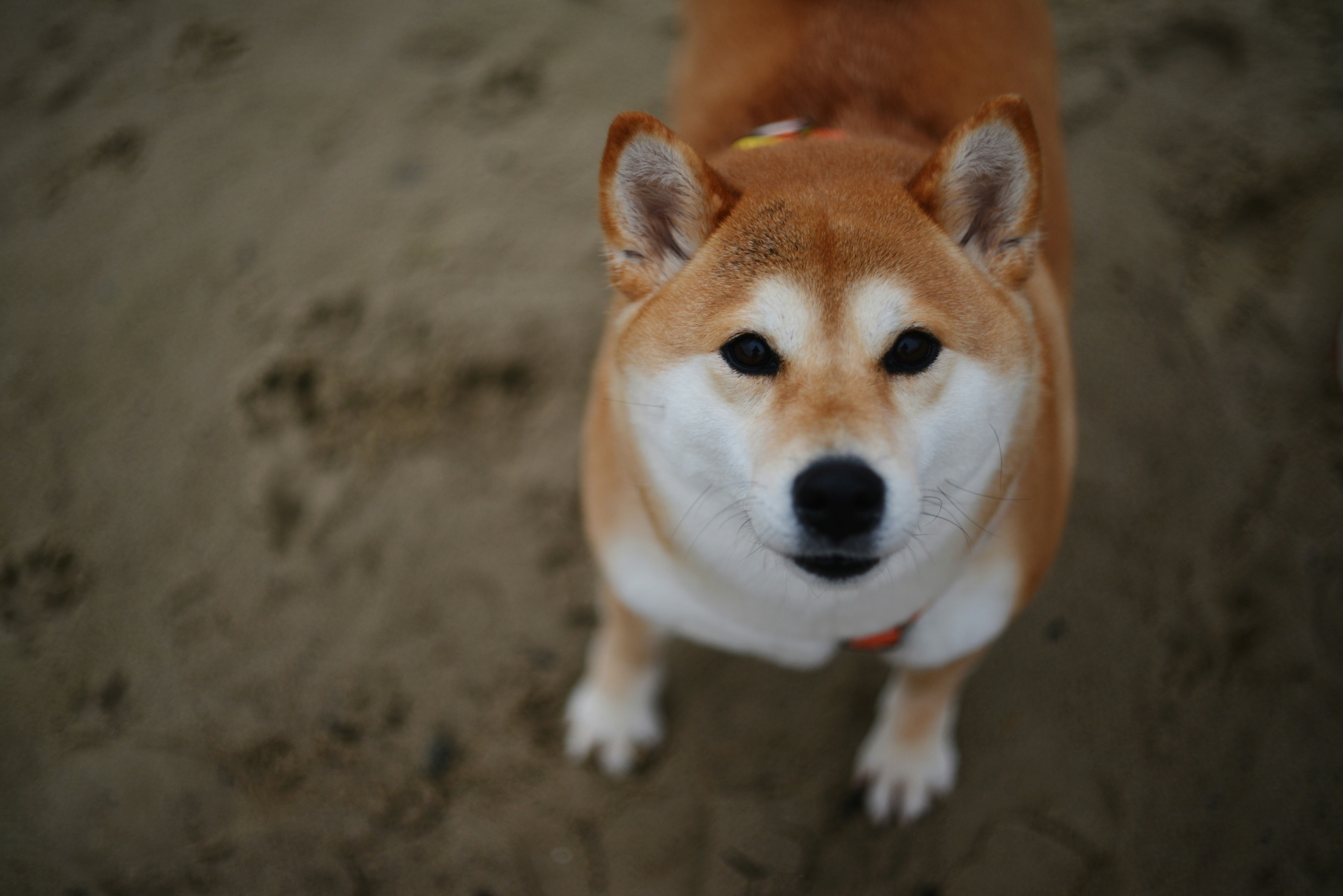 Photo by cherstve_pechivo