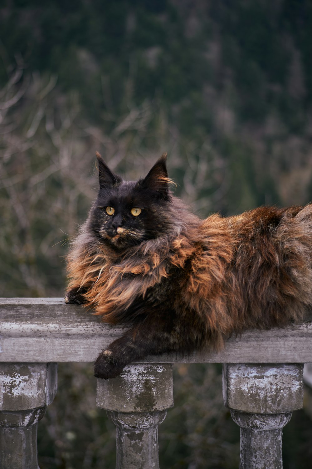 a long haired cat sitting on top of a wooden fence