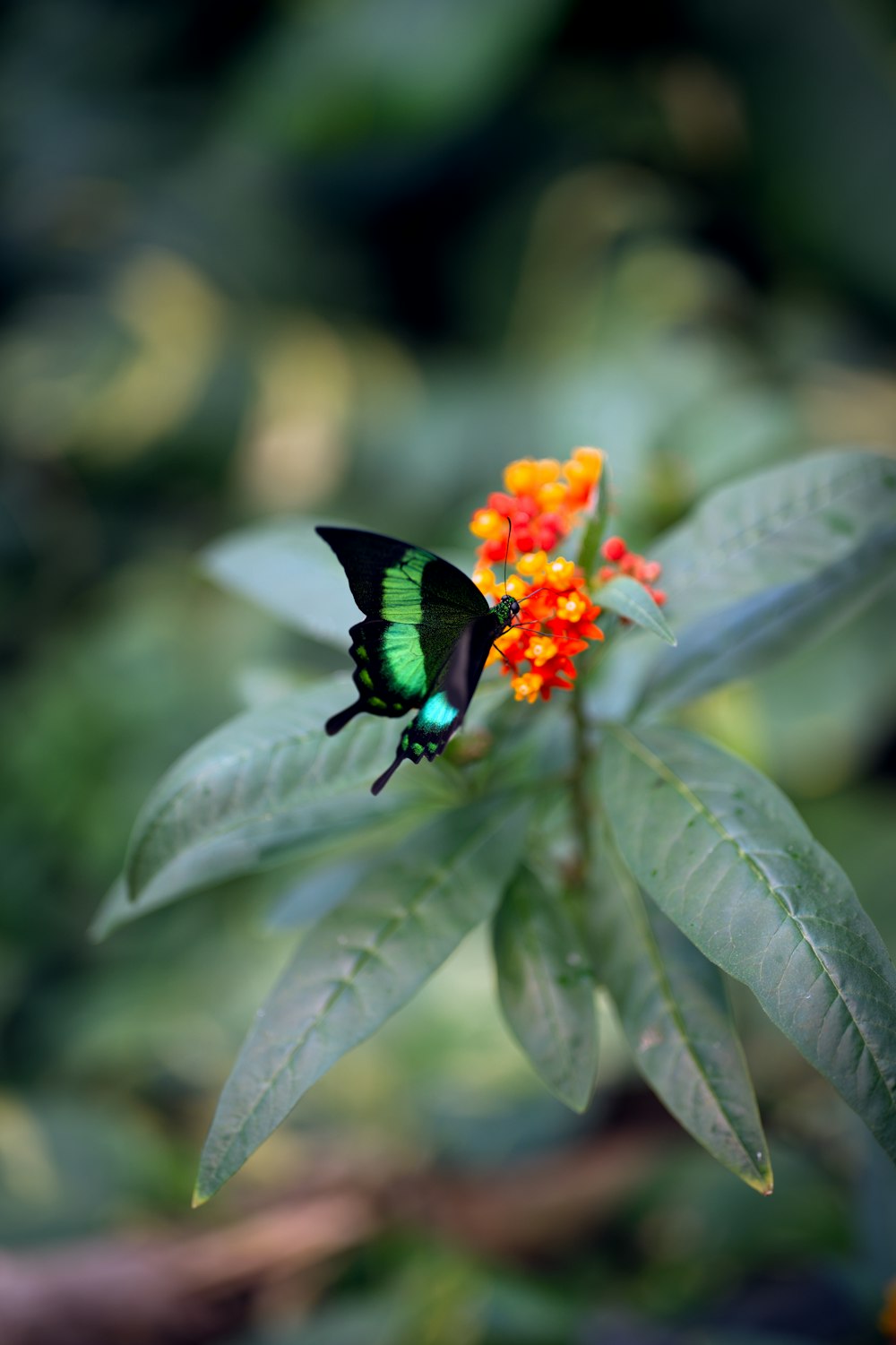 a green and black butterfly sitting on a flower