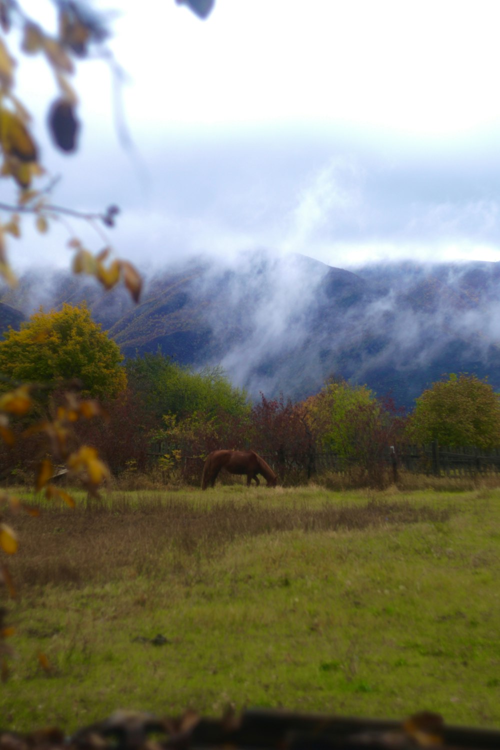 ein Pferd, das auf einem Feld mit Bergen im Hintergrund grast