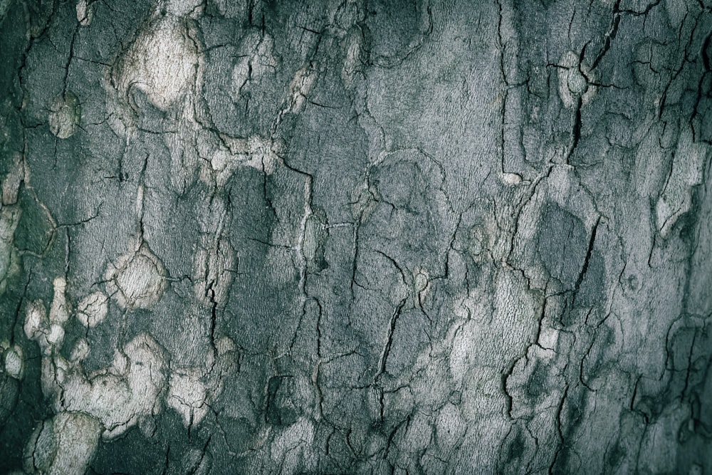 a close up of a tree bark texture