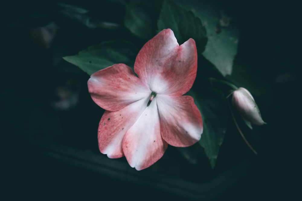 a red and white flower with green leaves