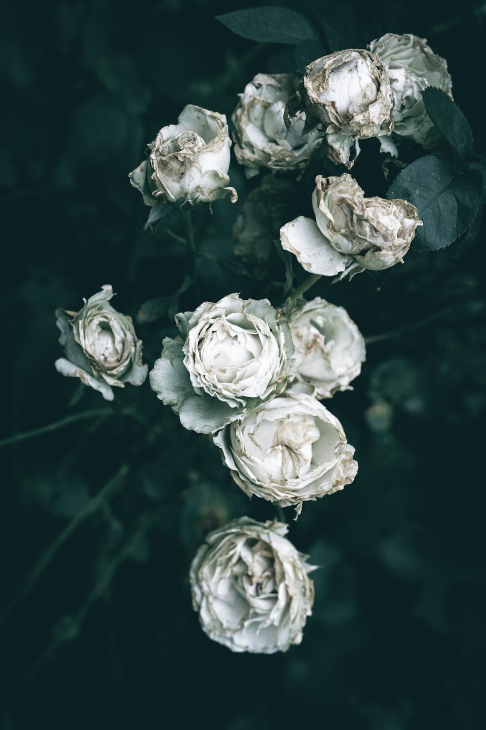 a bunch of white flowers sitting on top of a table