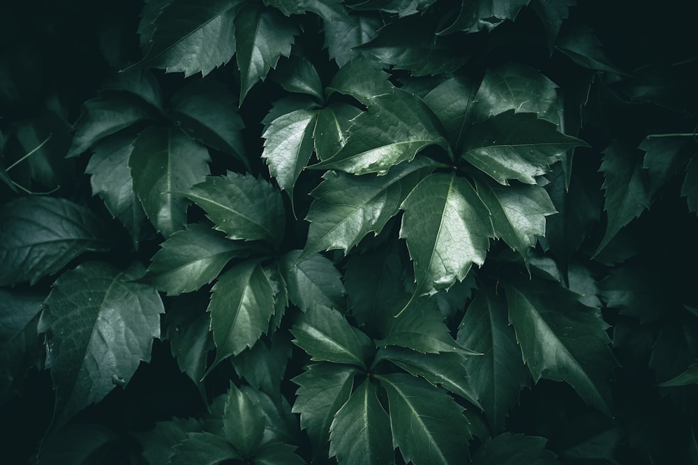 a close up of leaves on a tree