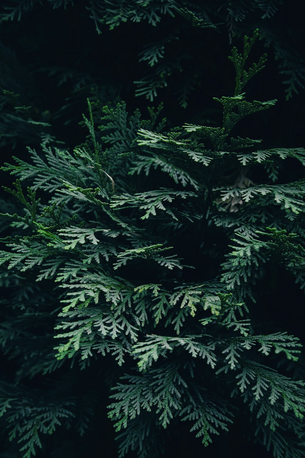 a close up of a tree with green leaves