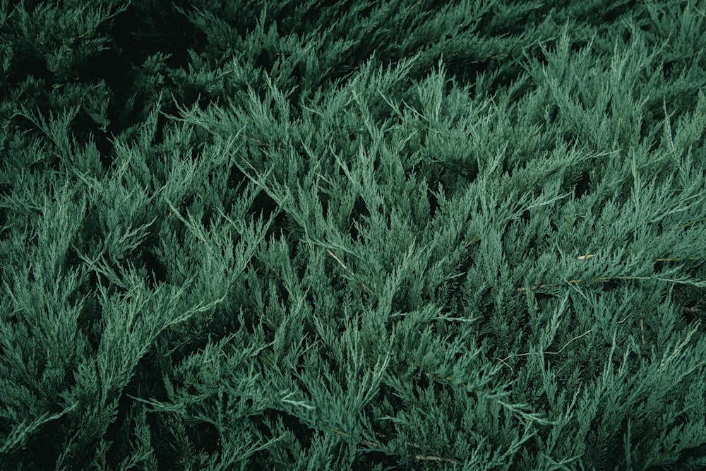 a close up of a bunch of green plants