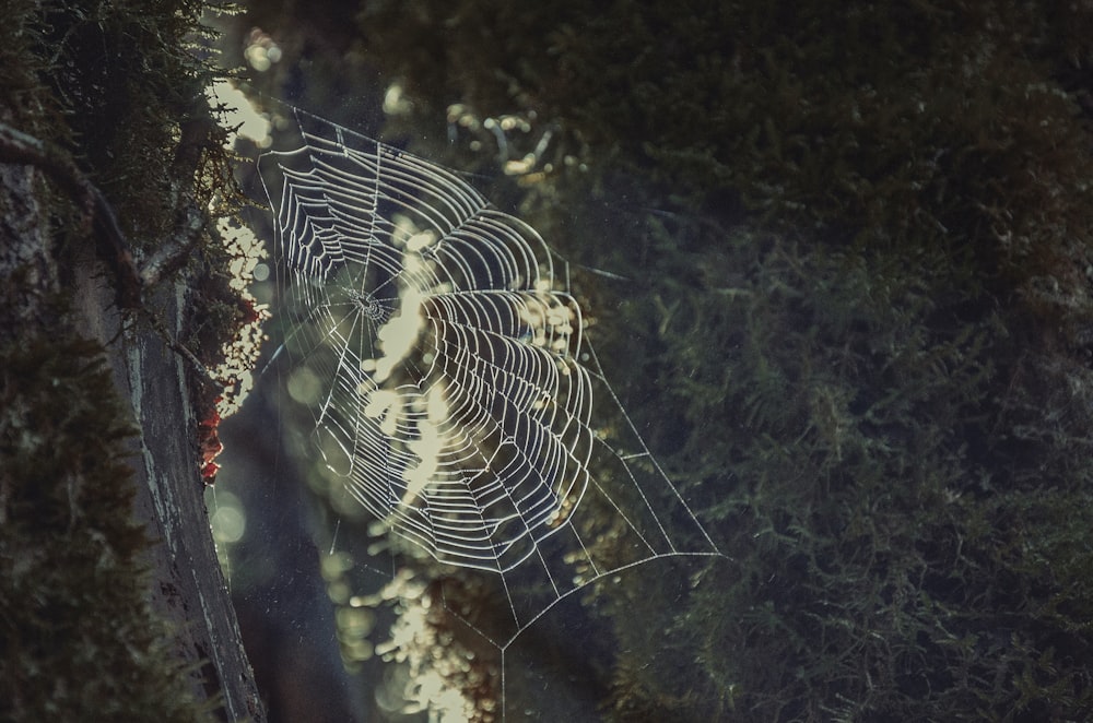 a spider web hanging from the side of a tree