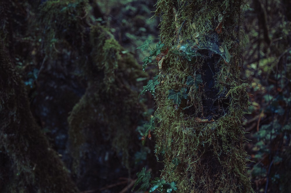 a moss covered tree in the middle of a forest