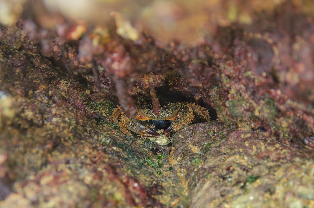 a close up of a spider crawling on a rock