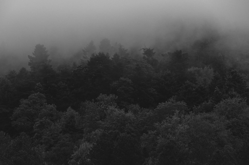 a black and white photo of a foggy forest